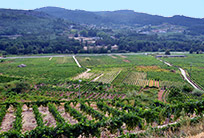 Vineyards